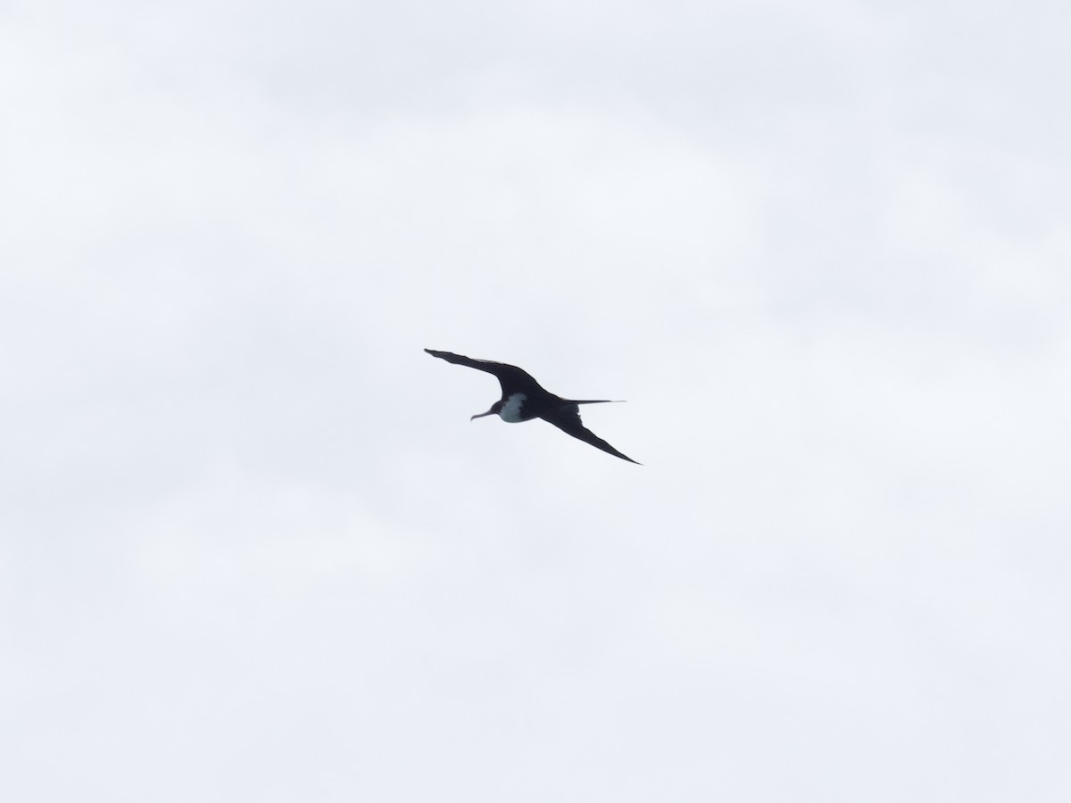 Great Frigatebird - Sochetra Ly