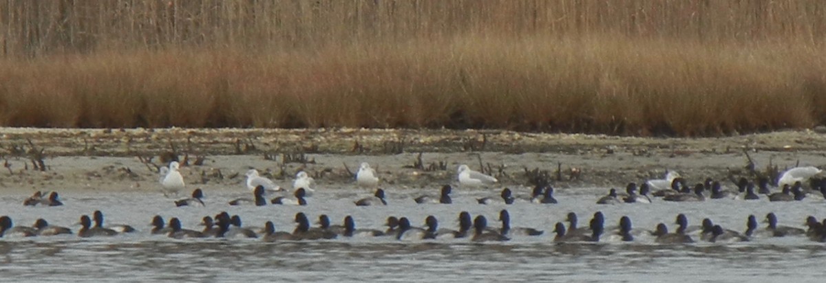 Greater/Lesser Scaup - ML397948381