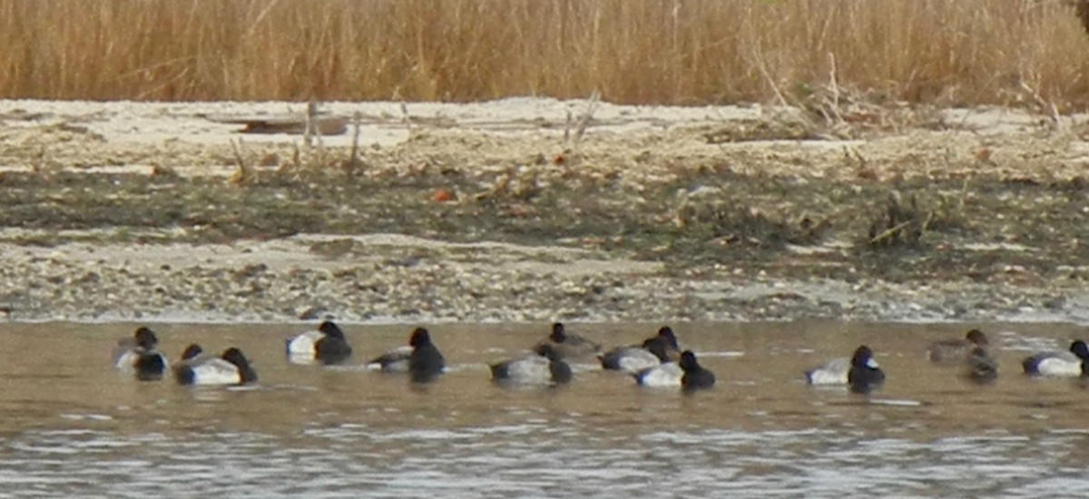 Greater/Lesser Scaup - ML397948431