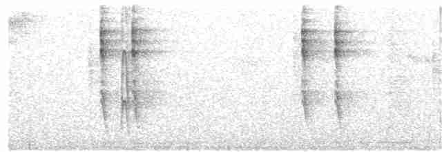 Troglodyte de Baird - ML39795231