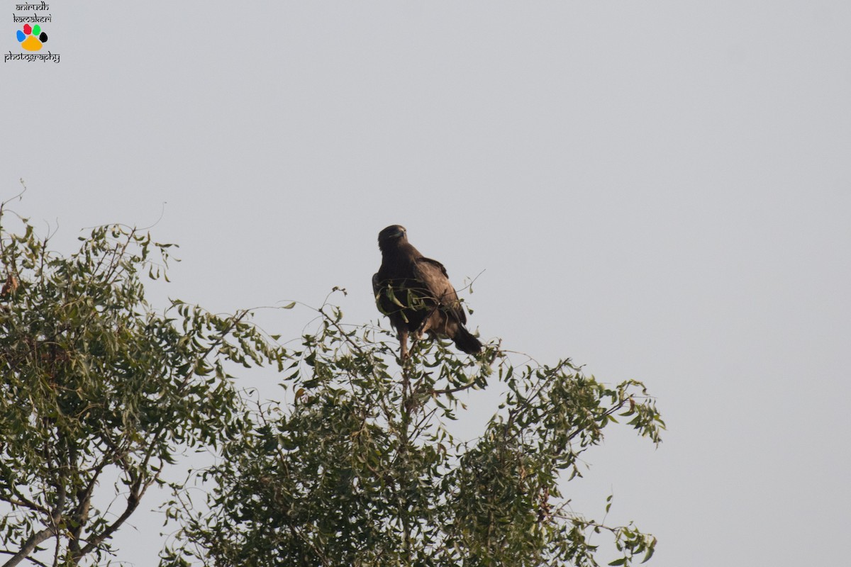 Indian Spotted Eagle - ML397960361