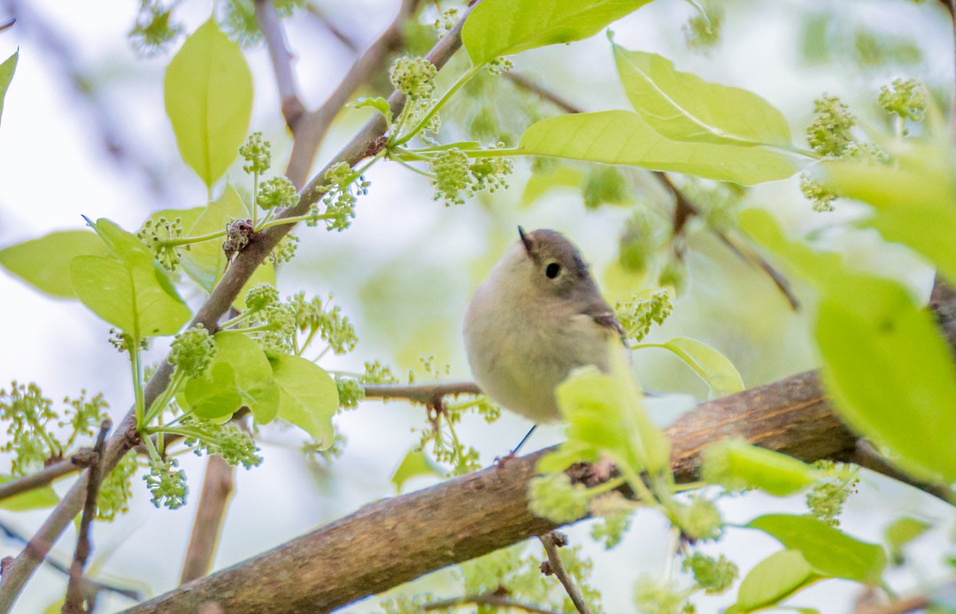 Ruby-crowned Kinglet - Eric Dyck