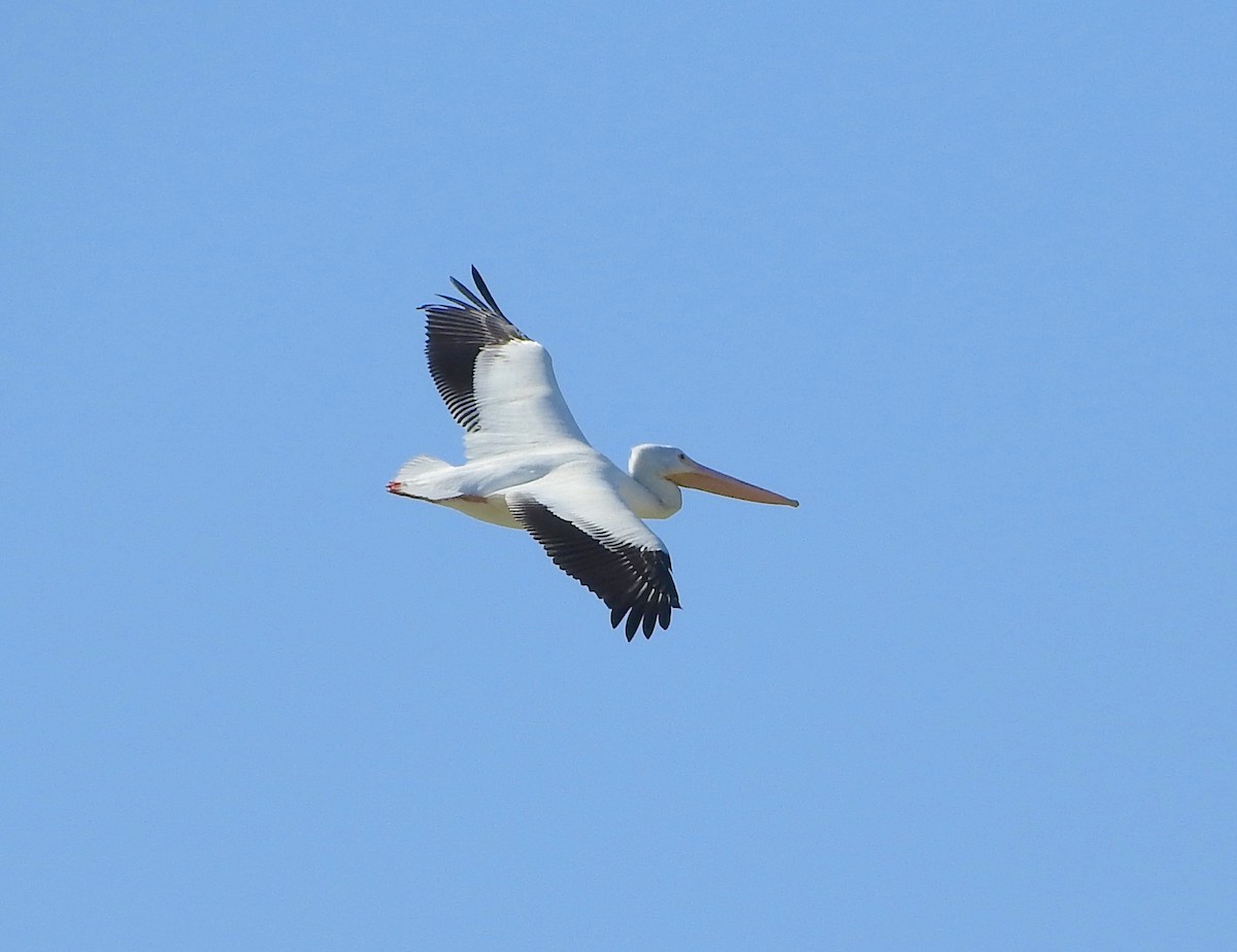 American White Pelican - Karen Hardie