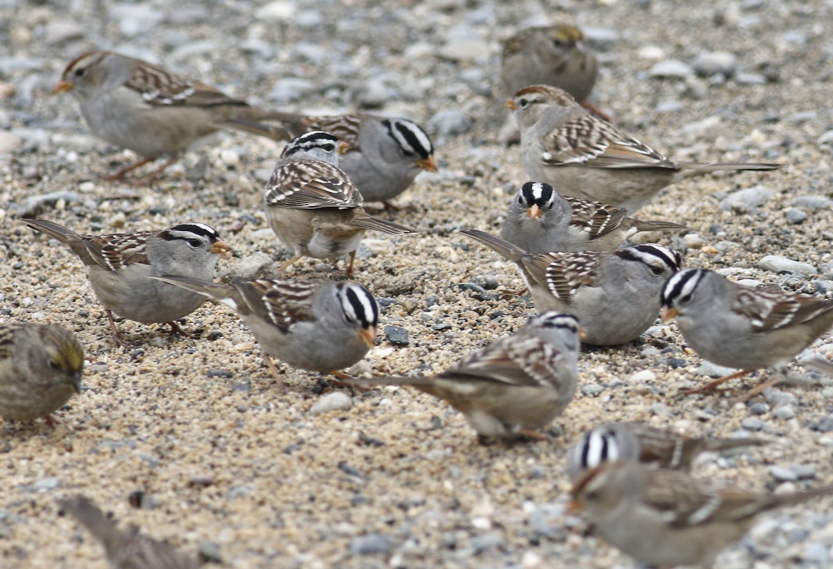 White-crowned Sparrow (Gambel's) - ML397968041