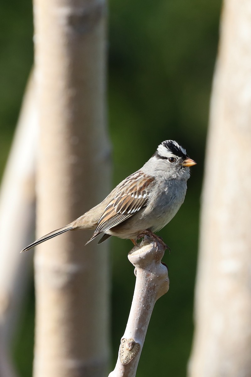 White-crowned Sparrow (Gambel's) - William Rockey