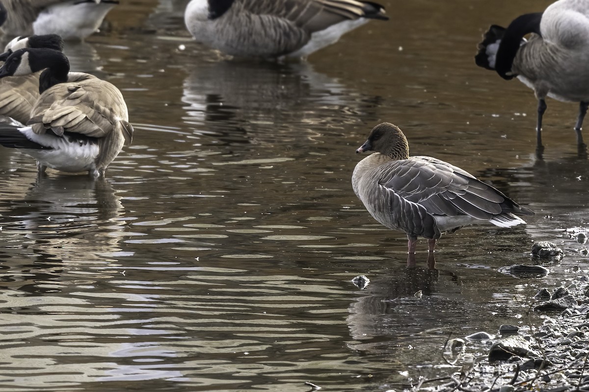 Pink-footed Goose - ML397971471