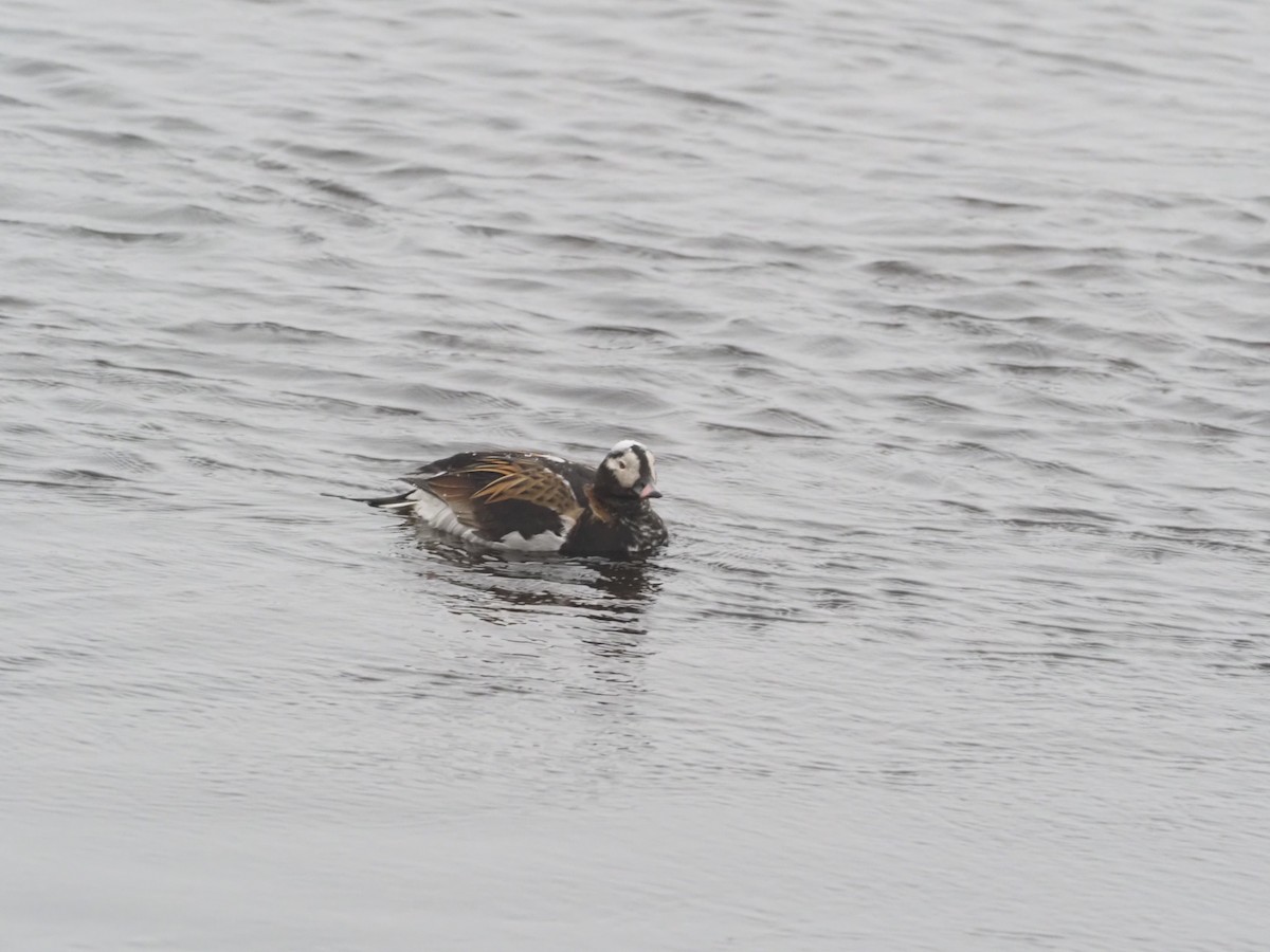 Long-tailed Duck - ML397971791