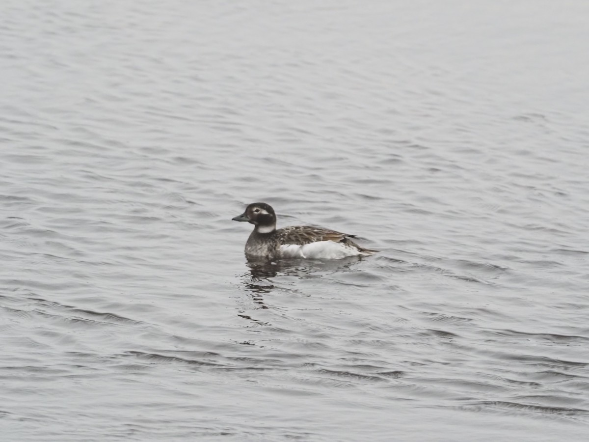 Long-tailed Duck - ML397971821