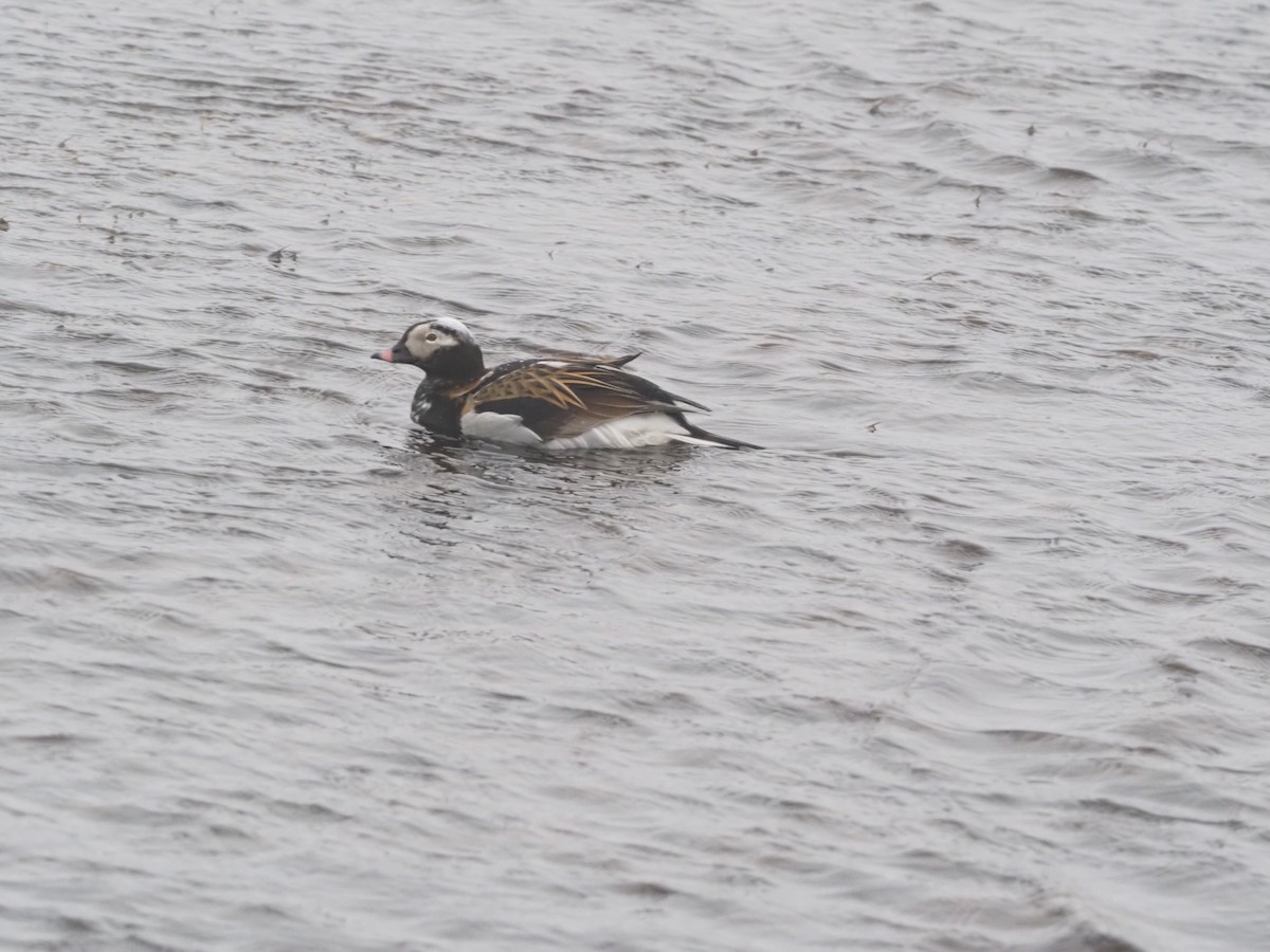 Long-tailed Duck - ML397971841