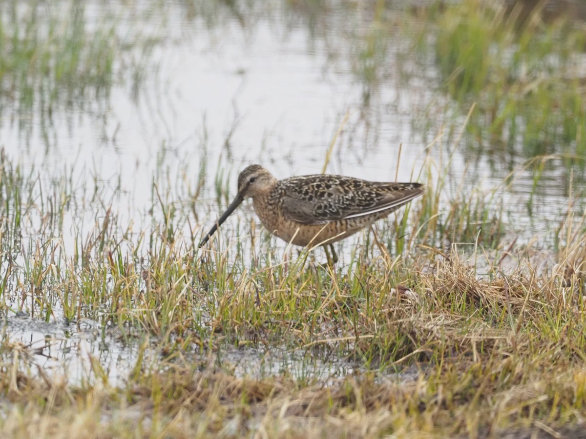 Long-billed Dowitcher - ML397973221