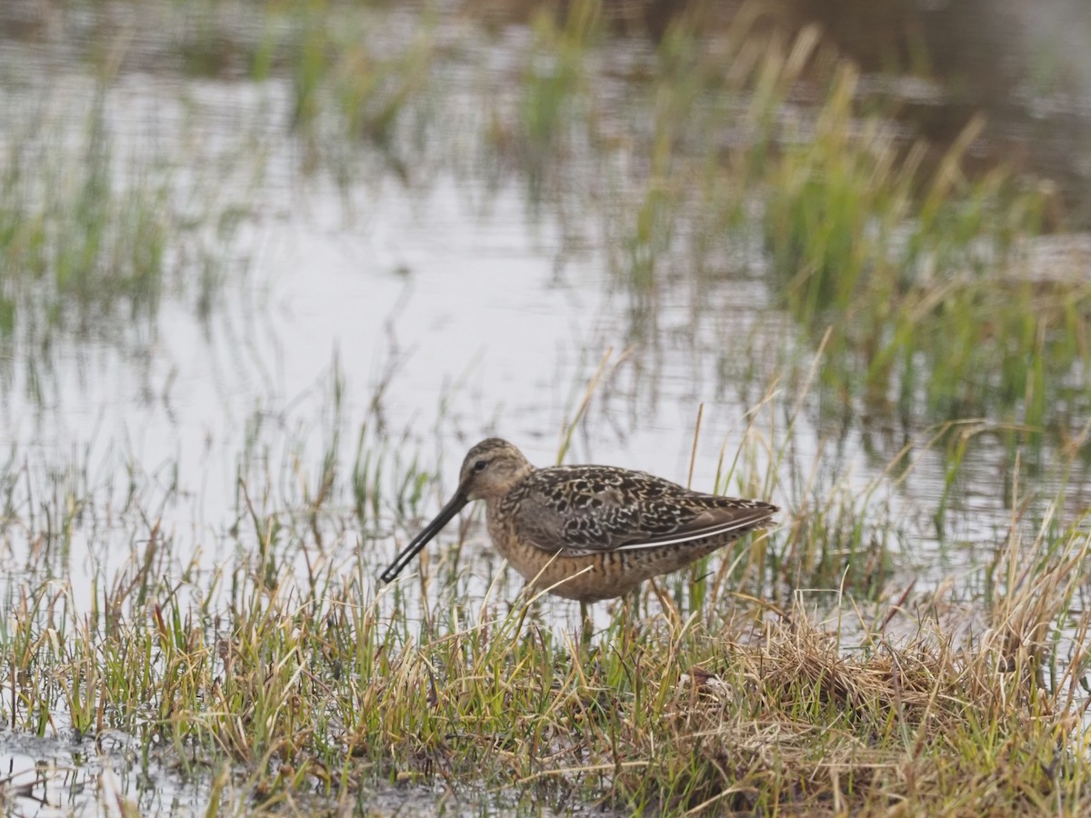 Long-billed Dowitcher - ML397973271
