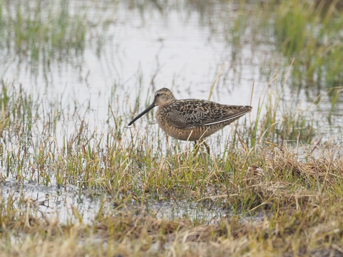 Long-billed Dowitcher - ML397973281