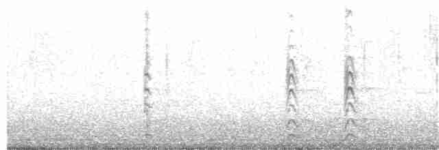 svartkronestylteløper (knudseni) - ML397974891