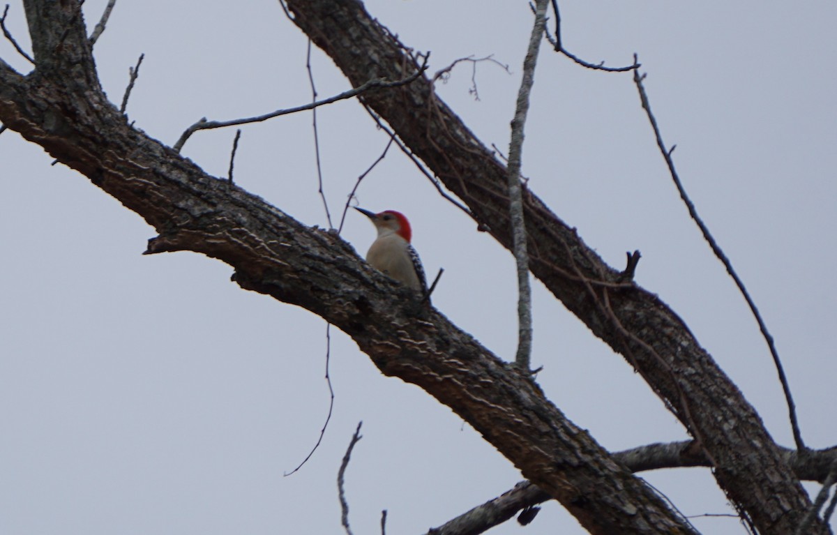 Red-bellied Woodpecker - ML397978881