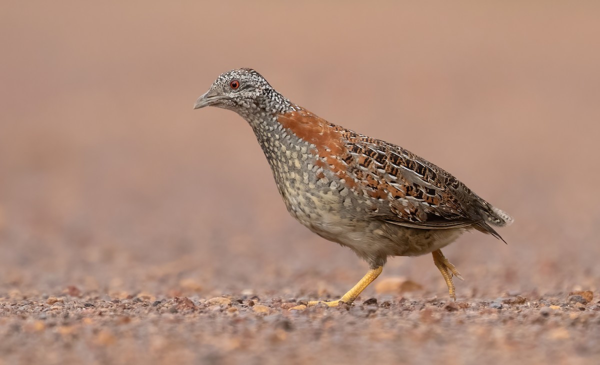 Painted Buttonquail - ML397984871