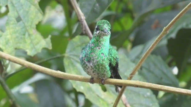 Green-crowned Brilliant - ML397986921