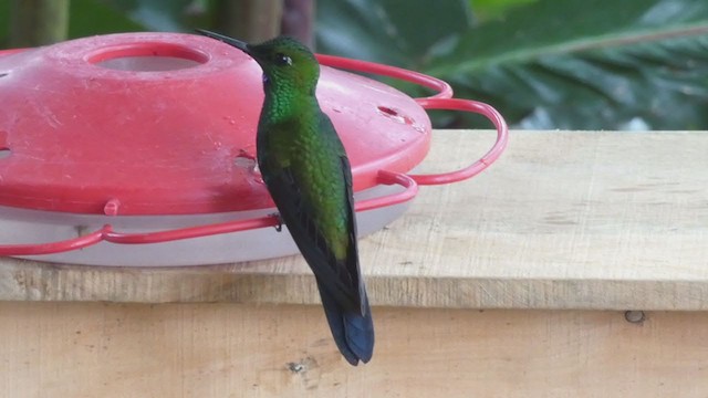 kolibřík subtropický - ML397986961
