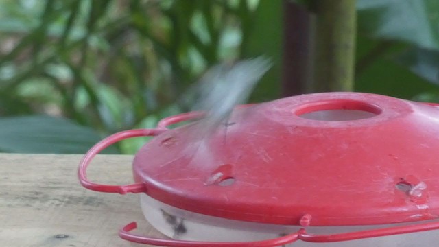 kolibřík měděnohlavý - ML397986981