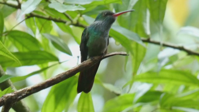 Rufous-tailed Hummingbird - ML397989821