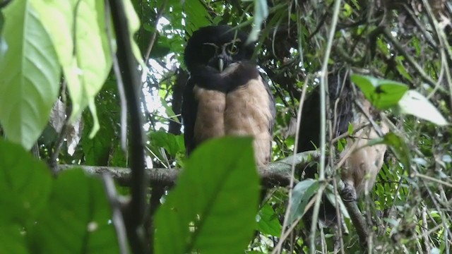 Spectacled Owl - ML397989891