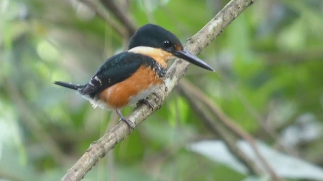 American Pygmy Kingfisher - ML397989951