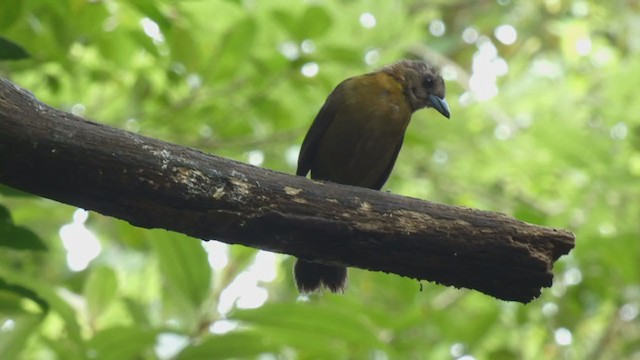 Scarlet-rumped Tanager - ML397990091