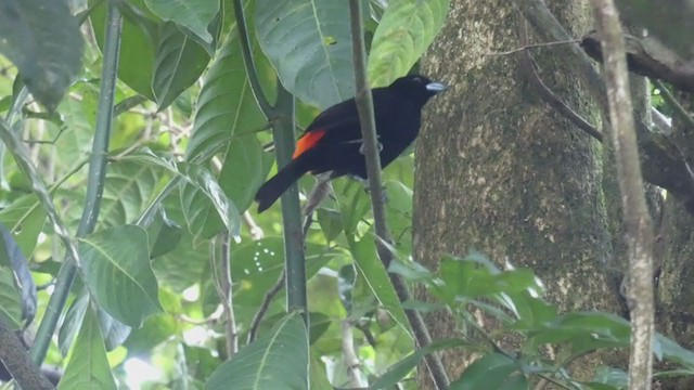 Scarlet-rumped Tanager - ML397990101
