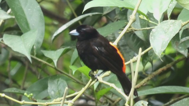 Scarlet-rumped Tanager - ML397990111