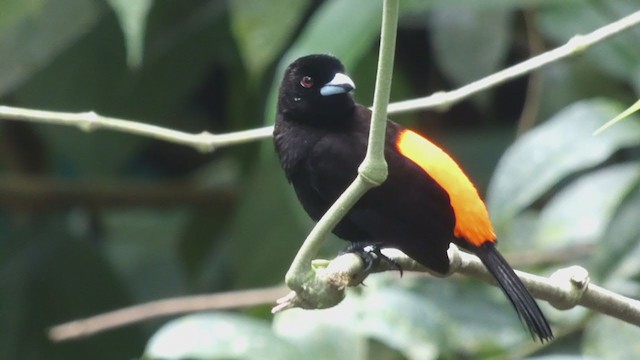 Scarlet-rumped Tanager - ML397990141