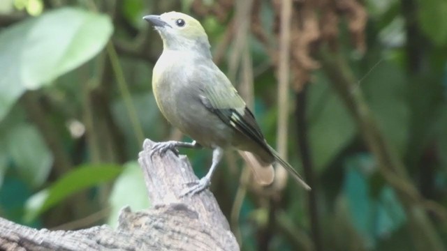 Palm Tanager - ML397990181