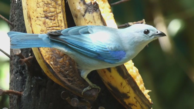 Blue-gray Tanager - ML397990211