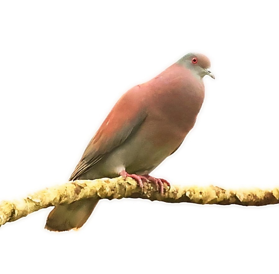 Pale-vented Pigeon - Maciej  Kotlarski