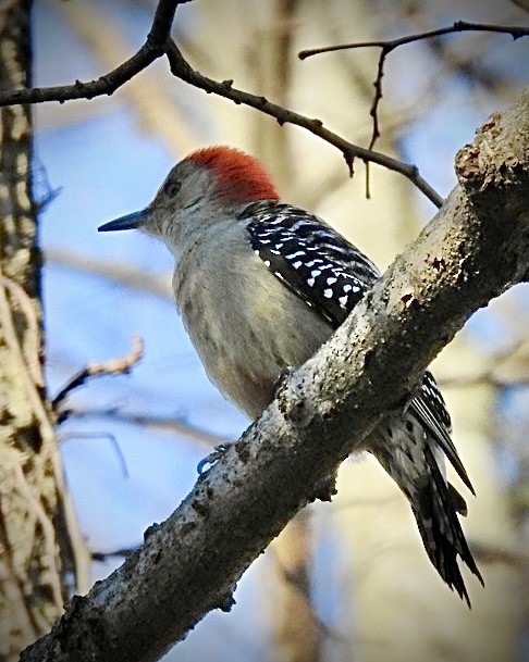 Red-bellied Woodpecker - Jackie Delk
