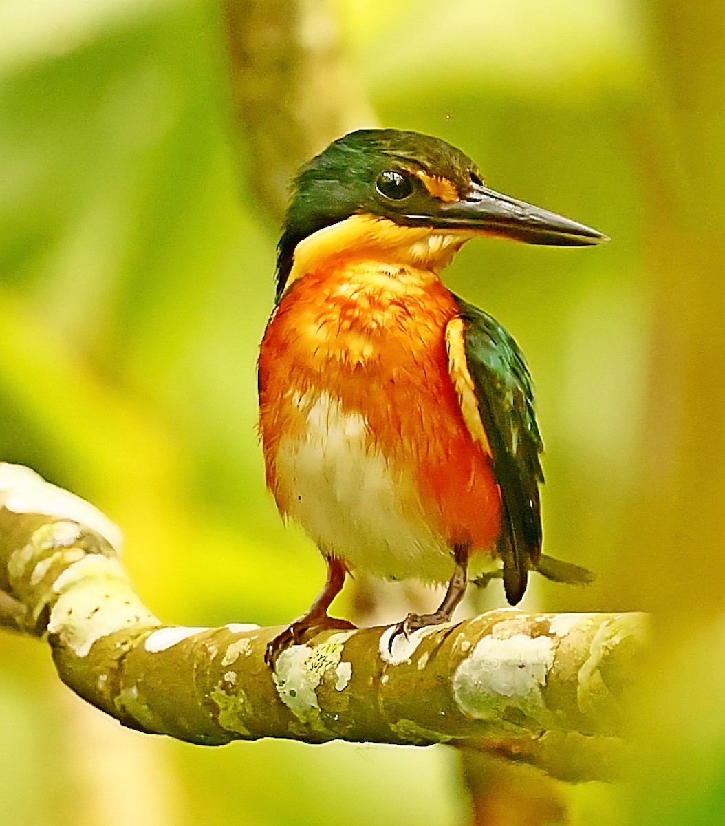 American Pygmy Kingfisher - Maciej  Kotlarski