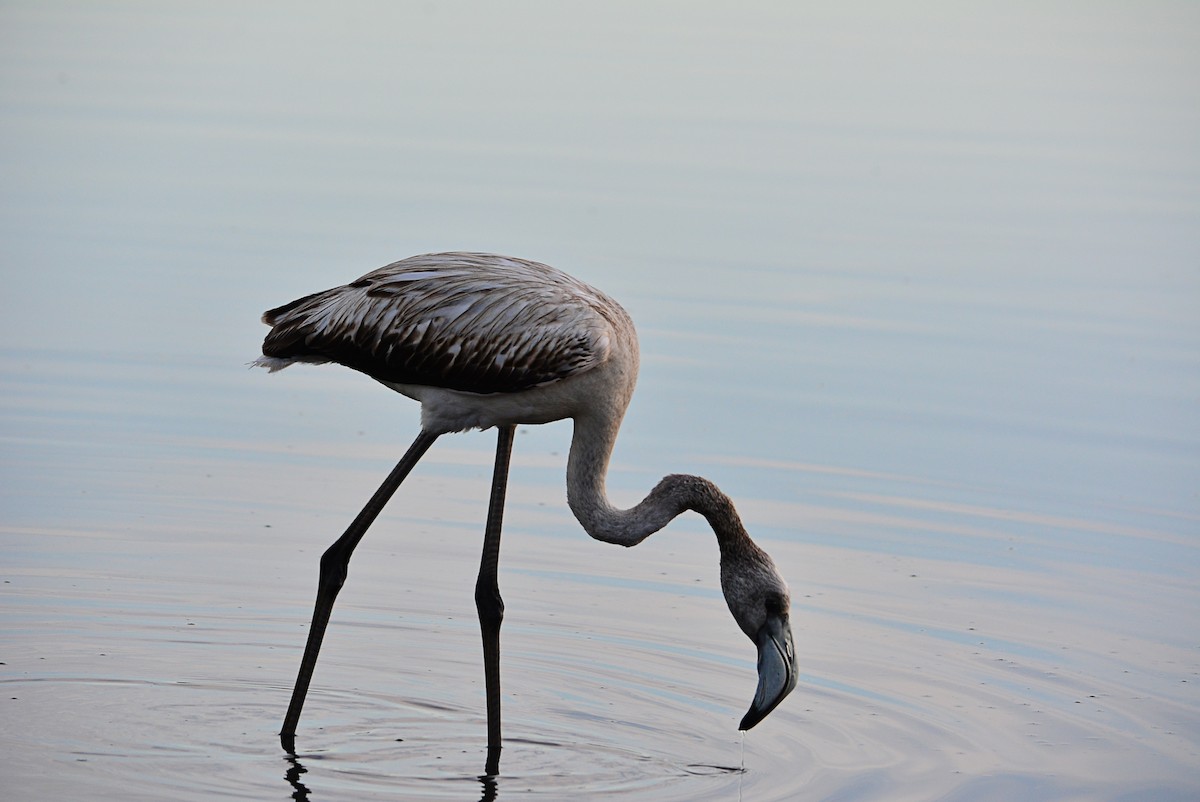 Greater Flamingo - Paulo Narciso