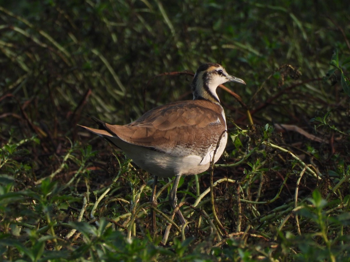 Pheasant-tailed Jacana - ML398005761