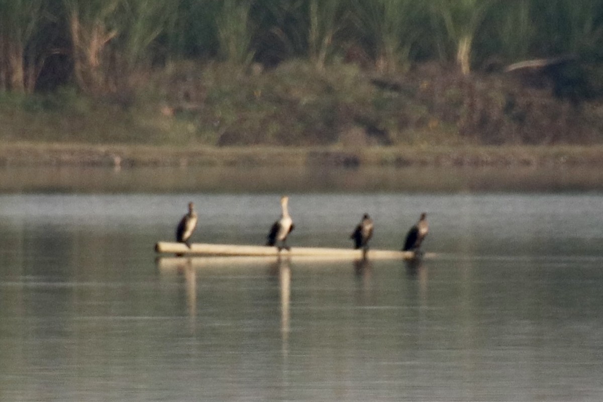 Great Cormorant - Praveen Chavan