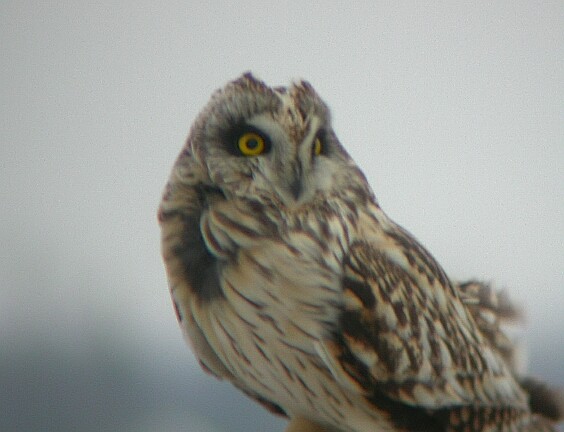 Short-eared Owl - ML39801421