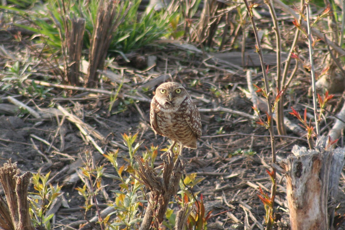 Burrowing Owl - ML39801891