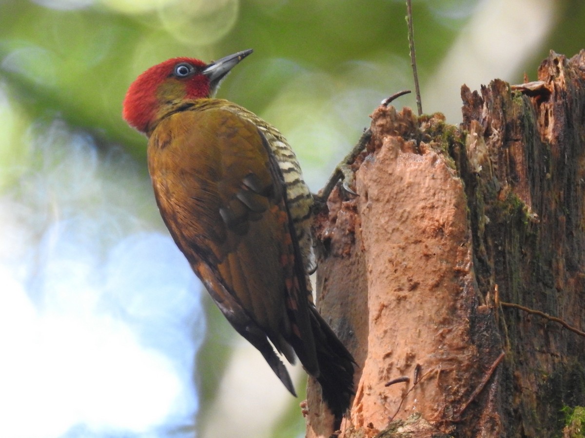 Rufous-winged Woodpecker - ML398020601