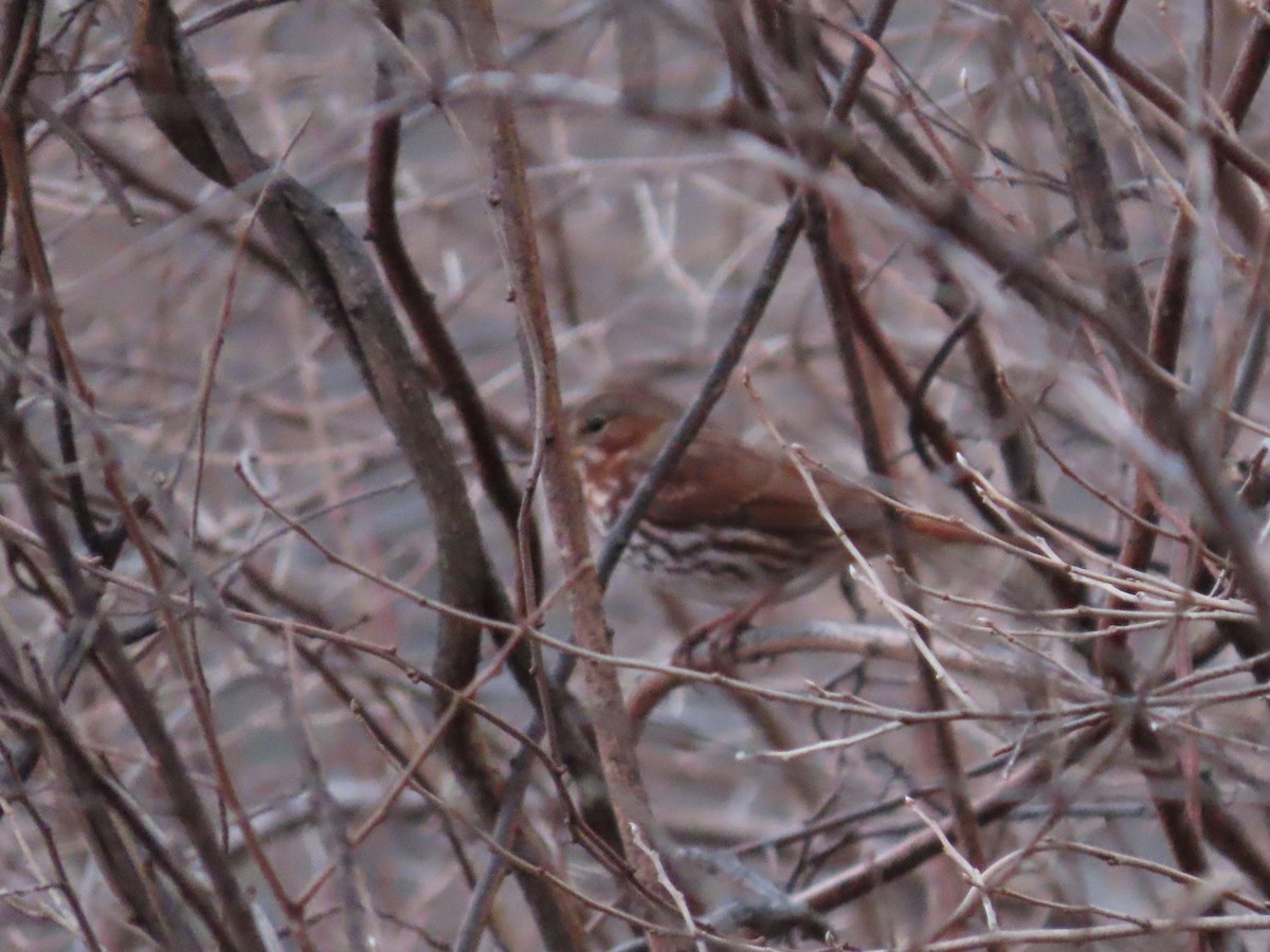 Fox Sparrow - Fairfax Hutter