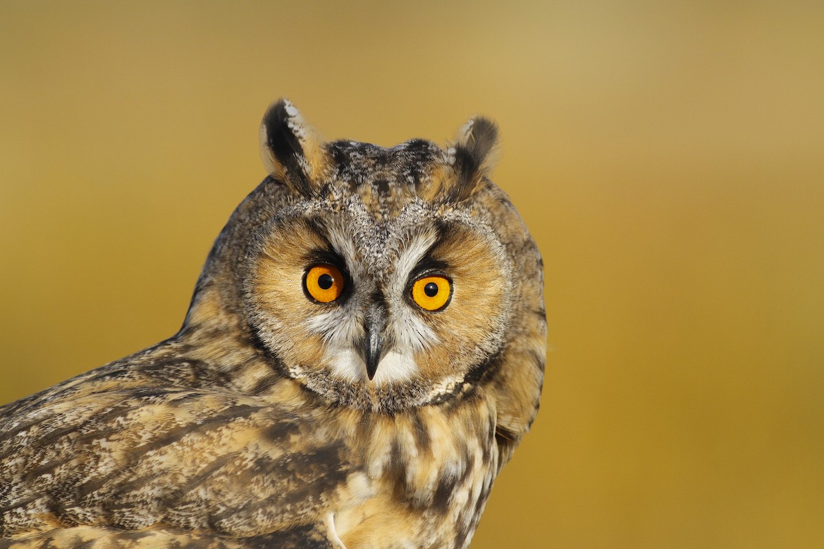 Long-eared Owl - Tuvshintugs Sukhbaatar