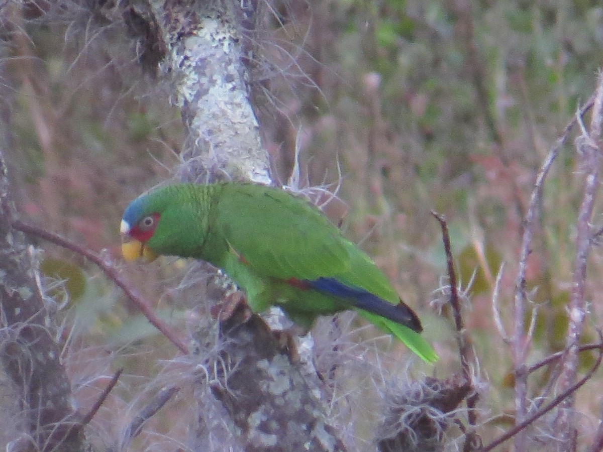 White-fronted Parrot - ML398023781