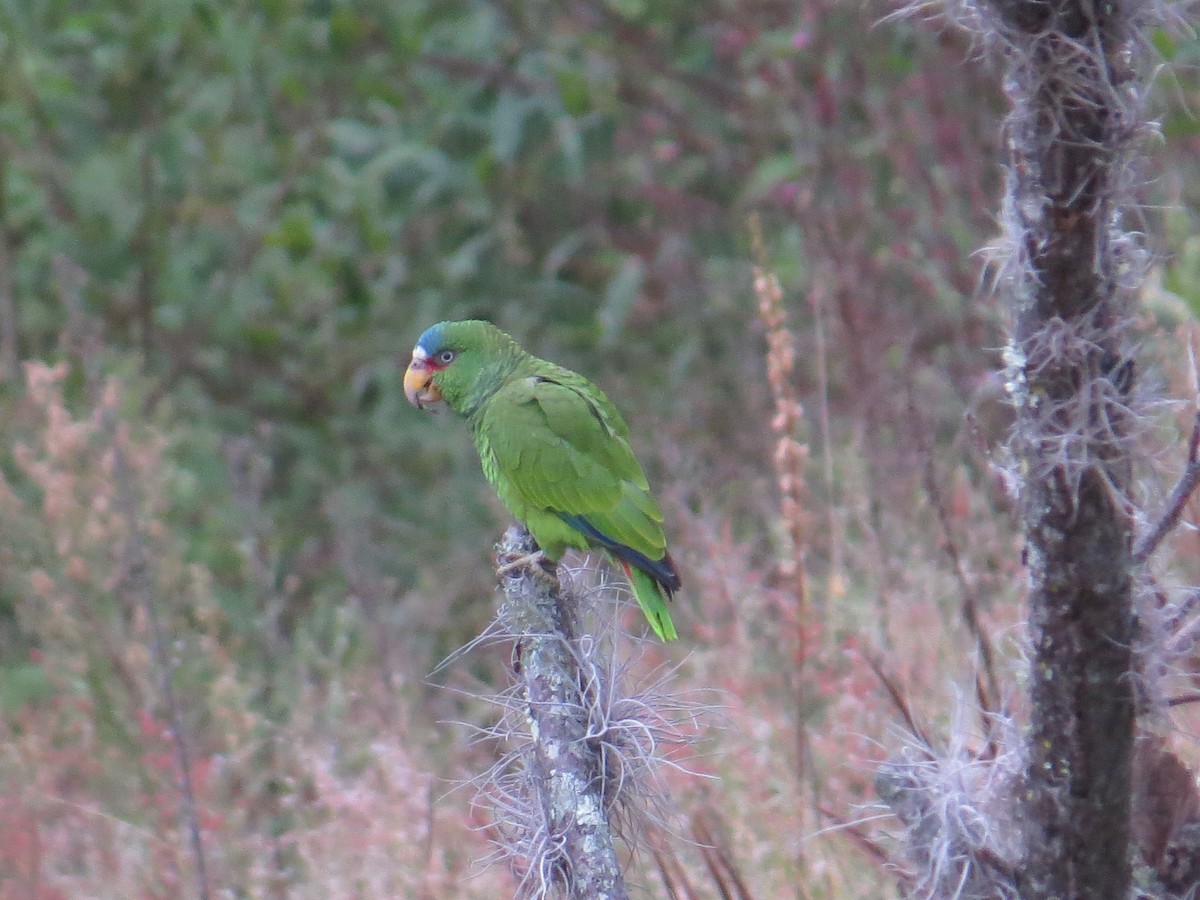 White-fronted Parrot - ML398024081