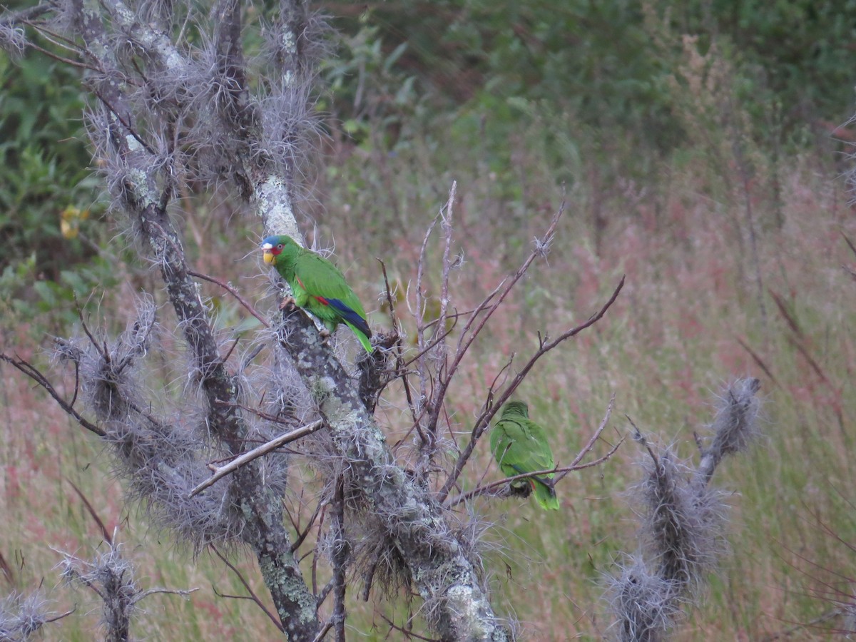 White-fronted Parrot - ML398024111