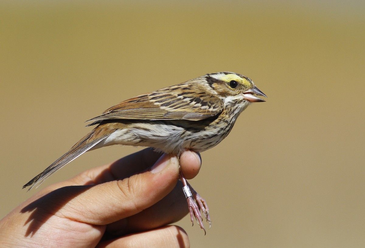 Yellow-browed Bunting - ML398024261