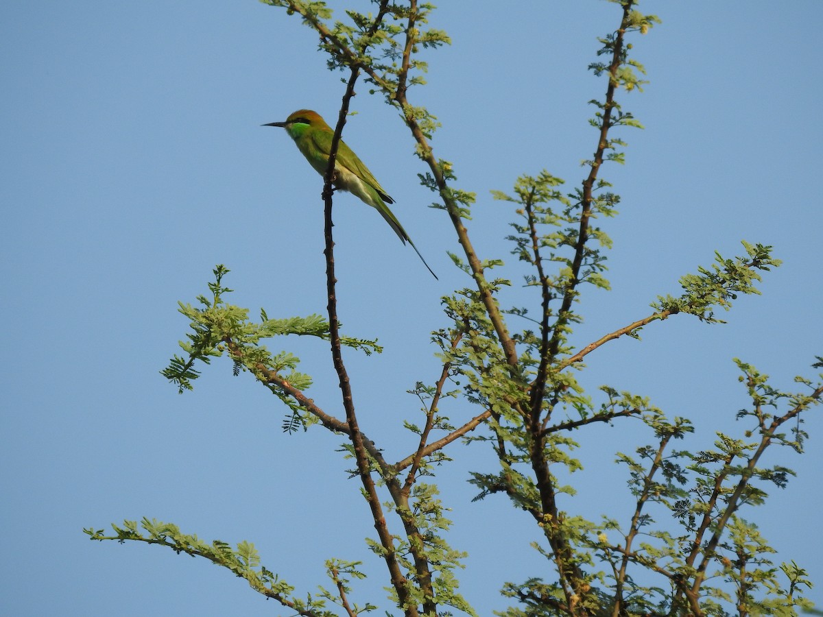 Asian Green Bee-eater - ML398026231