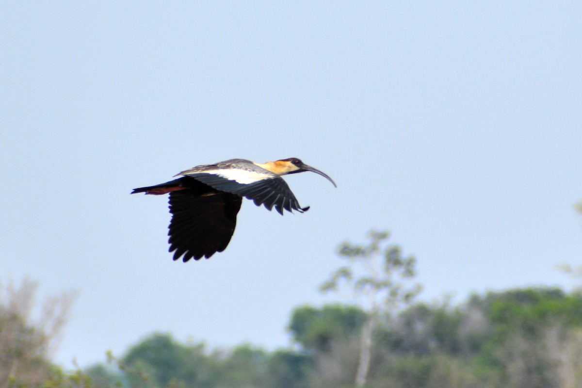 ibis bělokřídlý - ML398030921