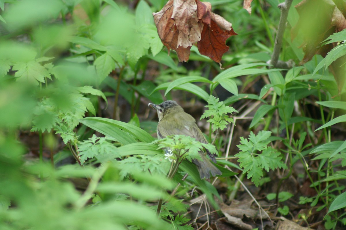 Red-eyed Vireo - Kenneth G.D. Burrell