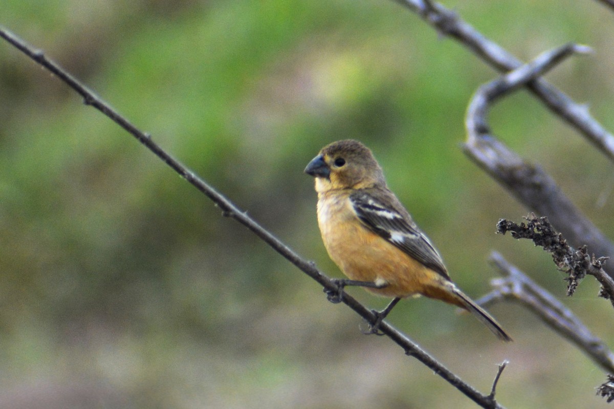 Rusty-collared Seedeater - ML398033911